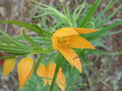 Gloriosa modesta, photographed by Peter Warren