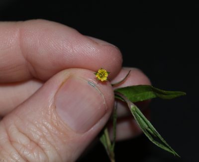 Eclipta platyglossa, photographed by Greg Tasney
