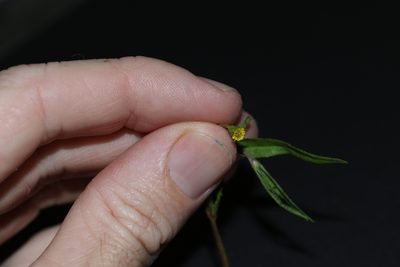 Eclipta platyglossa, photographed by Greg Tasney