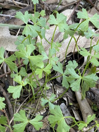 Hydrocotyle paludosa, photographed by Greg Tasney