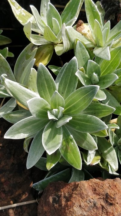 Helichrysum devium, photographed by Vítor Jorge