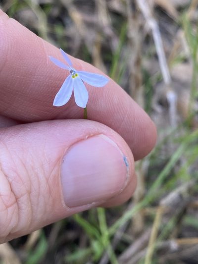 Lobelia stenophylla, photographed by Greg Tasney
