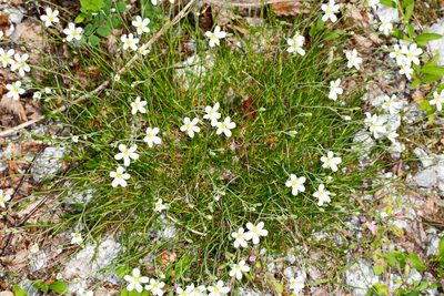 Cherleria laricifolia, photographed by Drepanostoma
