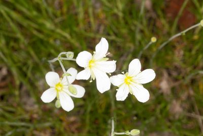 Cherleria laricifolia, photographed by Drepanostoma