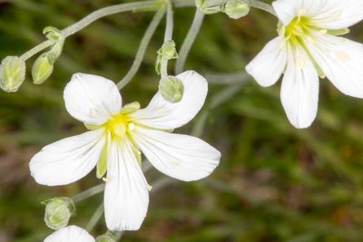 Cherleria laricifolia, photographed by Drepanostoma
