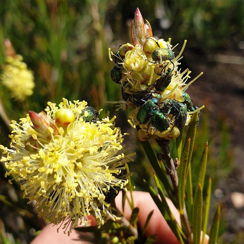 Melaleuca pityoides, photographed by Shelomi Doyle
