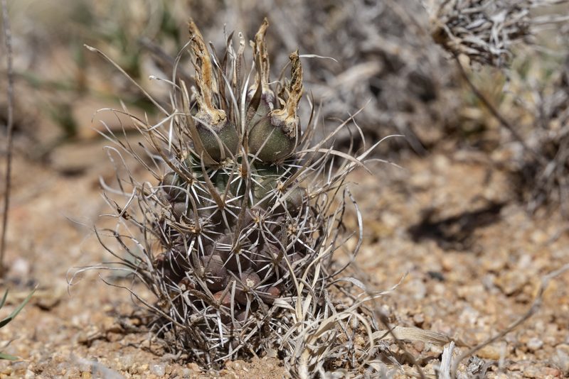 Sclerocactus papyracanthus, photographed by Cecelia Alexander