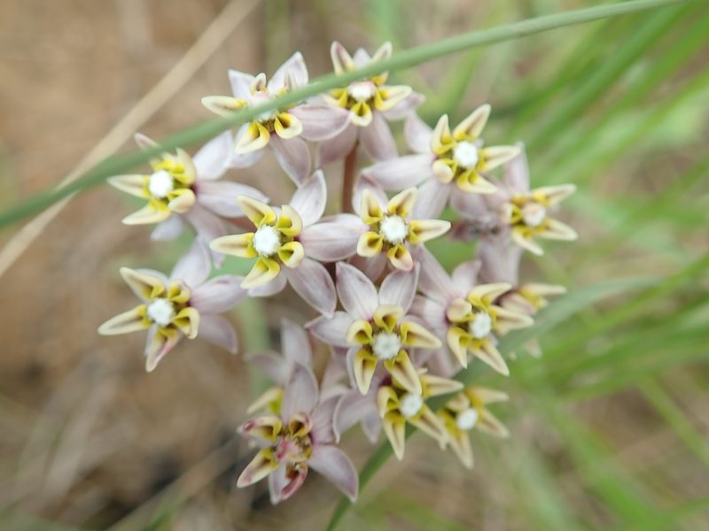 Asclepias flexuosa, photographed by Peter Warren