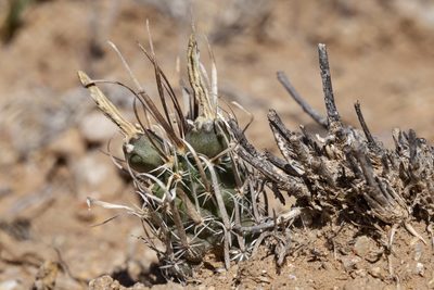 Sclerocactus papyracanthus, photographed by Cecelia Alexander