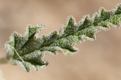 Sphaeralcea hastulata, photographed by Cecelia Alexander