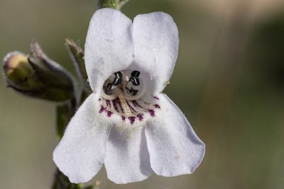 Penstemon albidus, photographed by Cecelia Alexander
