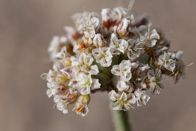 Eriogonum pauciflorum, photographed by Cecelia Alexander