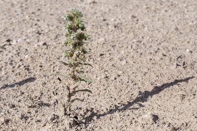 Oreocarya glomerata, photographed by Cecelia Alexander