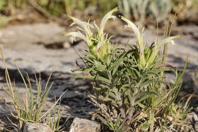Castilleja sessiliflora, photographed by Cecelia Alexander