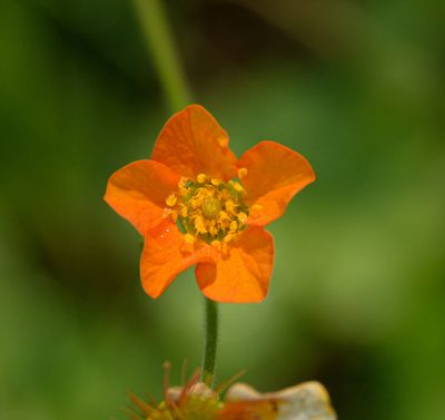 Geum magellanicum, photographed by Nicolás Villaseca Merino