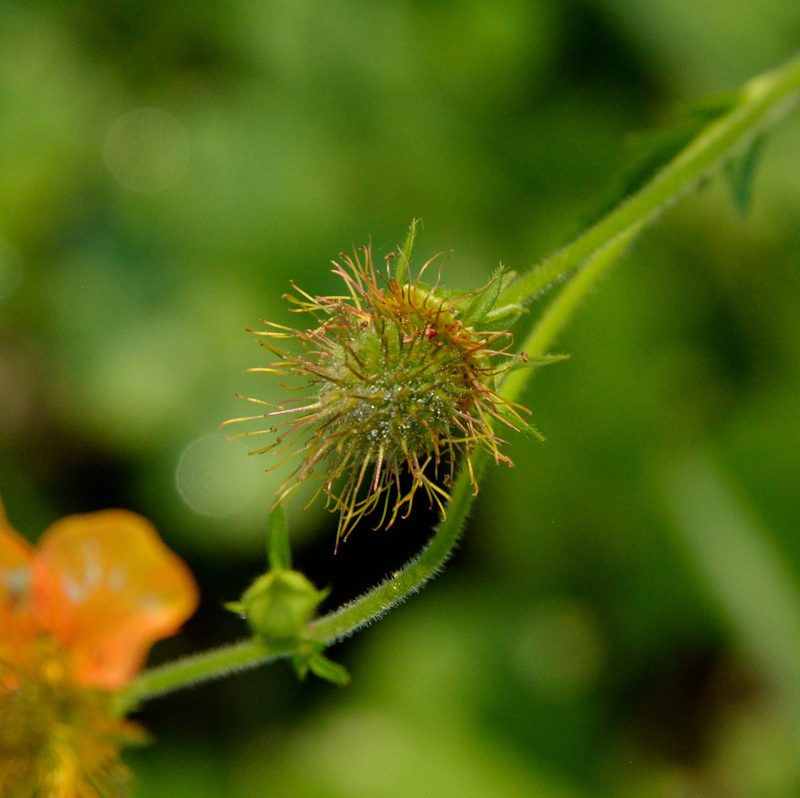 Geum magellanicum, photographed by Nicolás Villaseca Merino