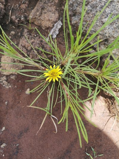 Geigeria ornativa, photographed by Ricus Nel