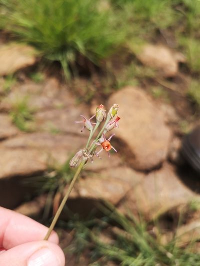 Tulbaghia leucantha, photographed by Ricus Nel