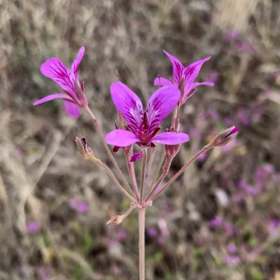 Pelargonium rodneyanum, photographed by James K. Douch