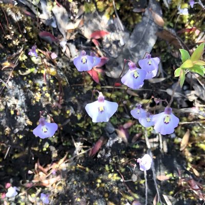 Utricularia grampiana, photographed by James K. Douch