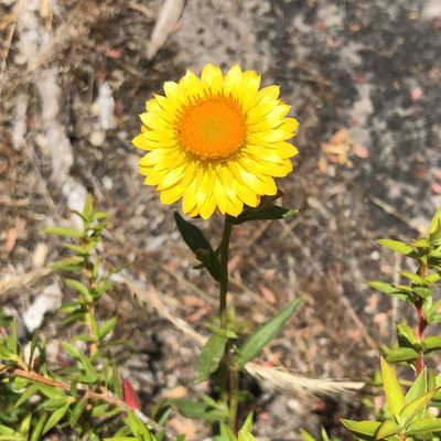Xerochrysum bracteatum, photographed by James K. Douch