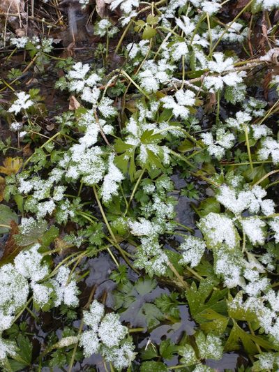 Ranunculus hispidus, photographed by Tom Norton