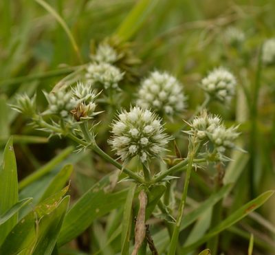 Eryngium nudicaule, photographed by E Santos Ortega