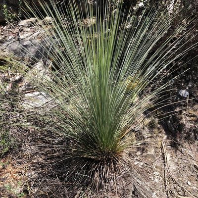 Xanthorrhoea australis, photographed by James K. Douch