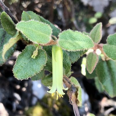 Correa aemula, photographed by James K. Douch