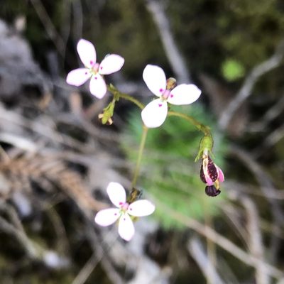 Stylidium soboliferum, photographed by James K. Douch