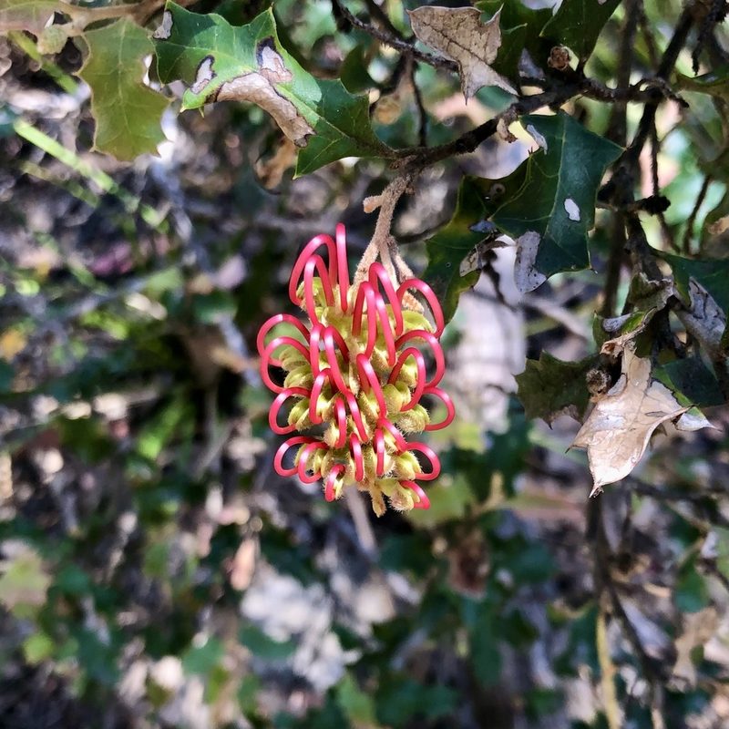 Grevillea aquifolium, photographed by James K. Douch