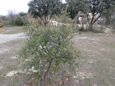 Quercus suber, photographed by ARBA Tres Cantos