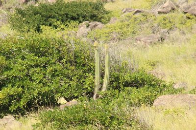 Pilosocereus curtisii, photographed by Michael Bakker Paiva