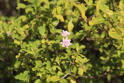 Lantana involucrata, photographed by Michael Bakker Paiva