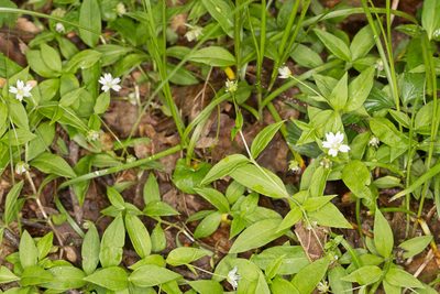 Pseudostellaria europaea, photographed by Drepanostoma