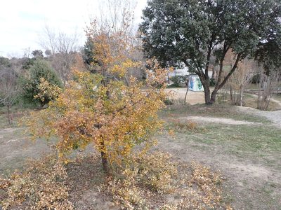 Quercus faginea, photographed by ARBA Tres Cantos