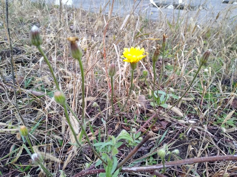 Crepis foetida, photographed by Anna Petrosyan