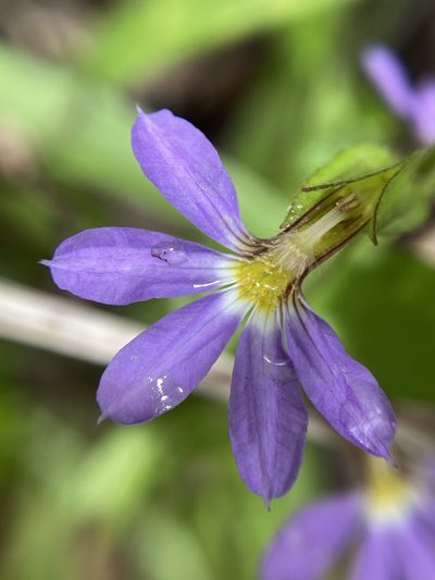 Scaevola microphylla, photographed by pimelea