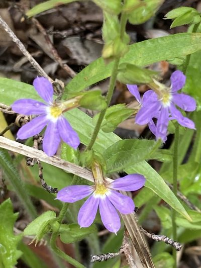 Scaevola microphylla, photographed by pimelea
