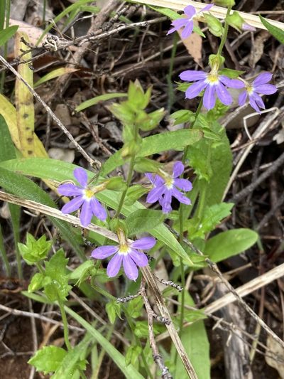 Scaevola microphylla, photographed by pimelea