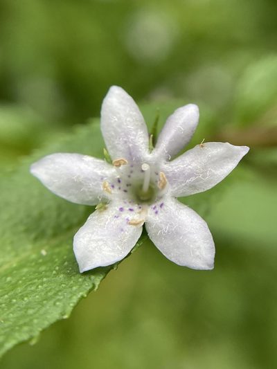 Myoporum oppositifolium, photographed by pimelea