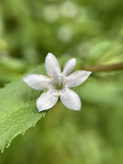 Myoporum oppositifolium, photographed by pimelea