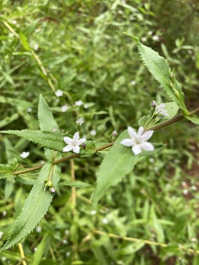 Myoporum oppositifolium, photographed by pimelea
