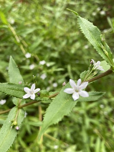 Myoporum oppositifolium, photographed by pimelea