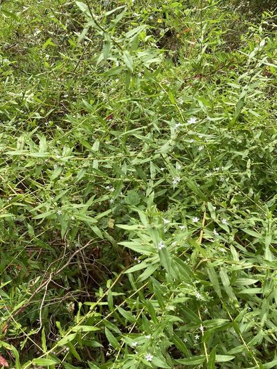 Myoporum oppositifolium, photographed by pimelea
