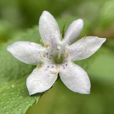 Myoporum oppositifolium, photographed by pimelea