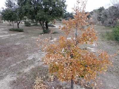 Quercus faginea, photographed by ARBA Tres Cantos