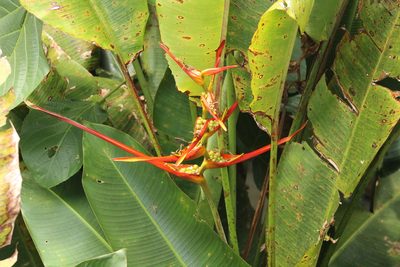 Heliconia latispatha, photographed by Michael Bakker Paiva