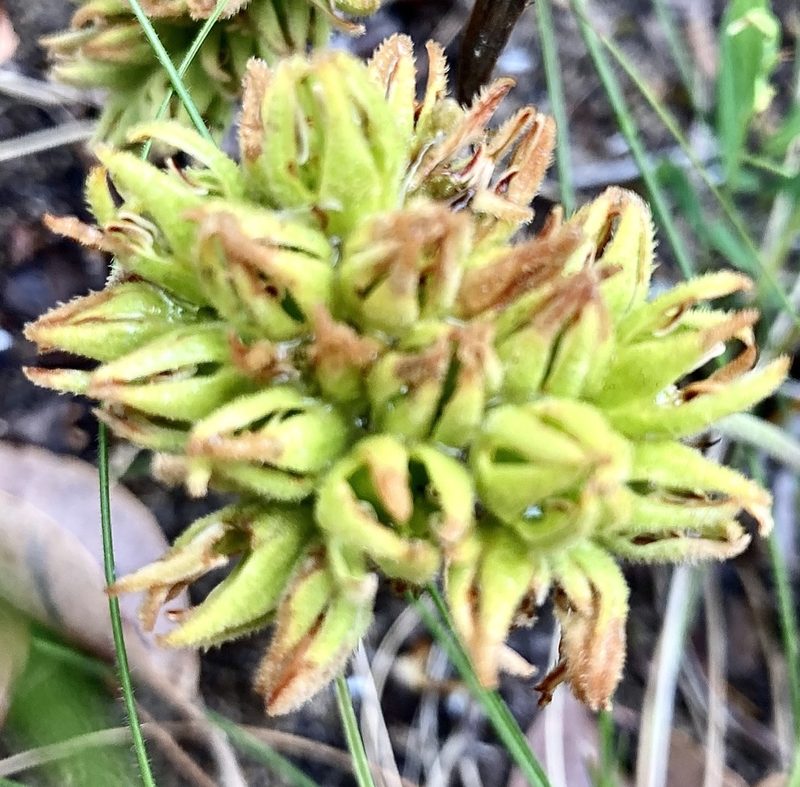 Conostylis aculeata, photographed by pimelea