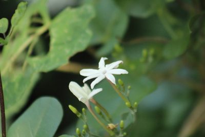Jasminum fluminense, photographed by Michael Bakker Paiva